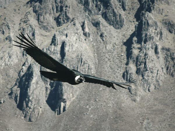 Mirador del Cóndor de Chonta